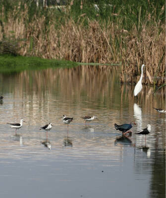 balade-etang